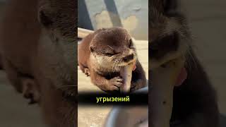 Выдра: милота, у которой сорвало лапки 🦦 #животные