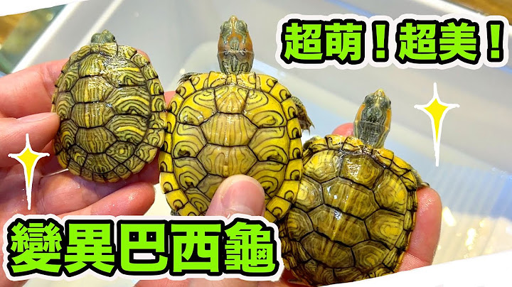 全世界最多人饲养的乌龟~巴西龟!竟然有这么多美丽变异基因!巴西龟的饲育方式你真的了解吗? 跟着扰西一起来认识! - 天天要闻