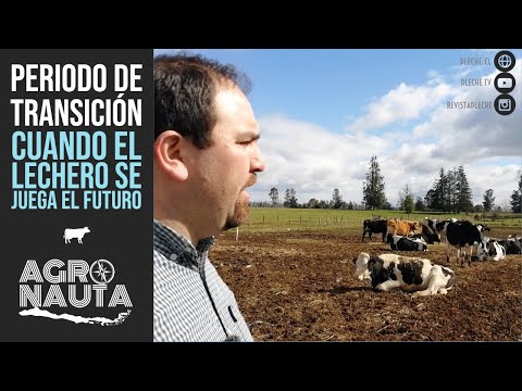 Transición: El periodo donde el lechero se juega el futuro | Agronauta Nº23