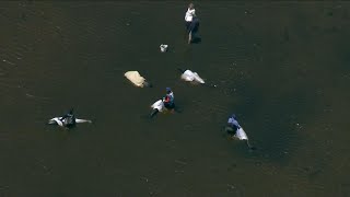 Dozens of dolphins stranded off Cape Cod; rescue crews work into night