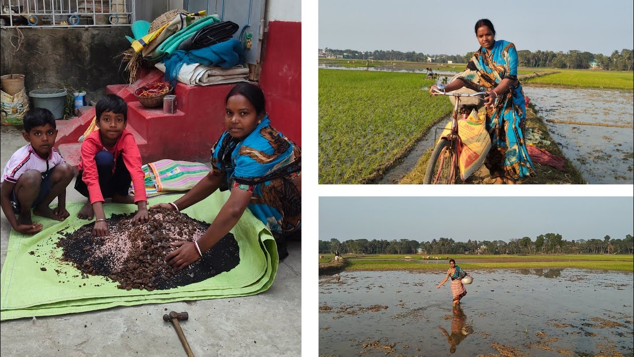 ধনা রোয়ার আগে জমিতে তিন রকমের সার দিলাম।