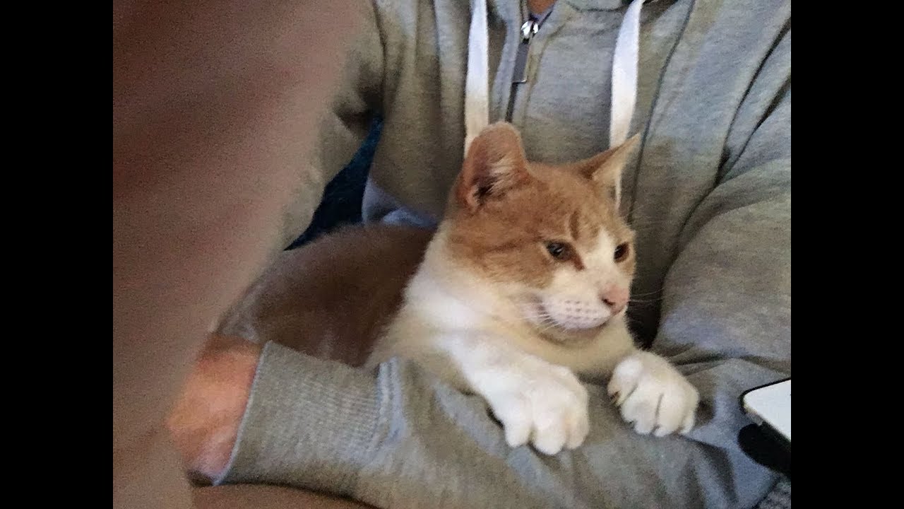 funny cat falling over youtube