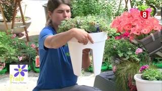 Plantas colgantes - Tu jardín punto - YouTube