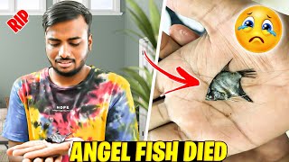 Mera Angel Fish Mar Gaya 😭 Rip