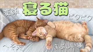 寝ている猫のピクピク変顔ヘソ天まぶしい寝が可愛すぎた by ミルダーズハウス 193 views 1 year ago 16 minutes