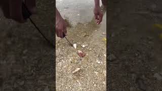 Monster Fish Caught Using Egg Bait from Sand 😱 | Unbelievable Beach Fishing Trick!