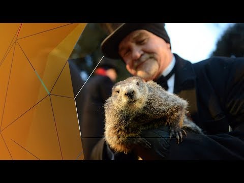 Vidéo: La Marmotte Défie Une Tempête De Neige épique Et Prédit Le Début Du Printemps