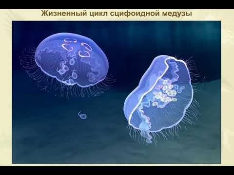 Жизненный цикл сцифоидной медузы. Биология