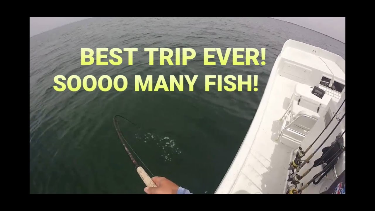 Kingfish, Grouper, Trout, & PELICAN??? + NEW SPORT BIRD FISHING