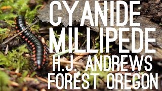 Cyanide Millipede (Harpaphe haydeniana), H.J. Andrews Forest, Oregon, USA