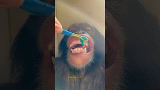 Chimpanzee Teeth Cleaning! #Shorts #Chimpanzee