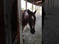 Horses opening barn door for feed