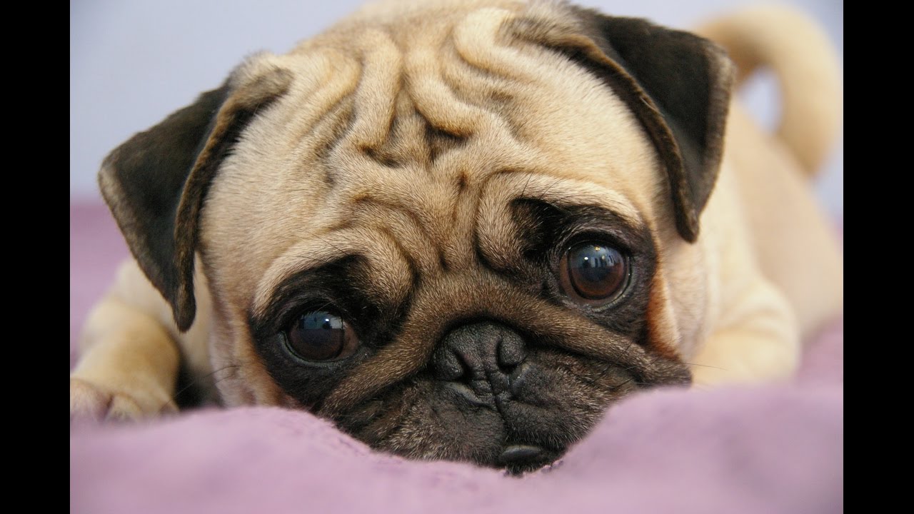 Cutest Dog Breeds In The World Top Cutest Dog Breeds In The World Top