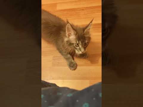 Видео: Maine Coon Veles ns22/3mБольшой и страшный грозный кот #мейнкуны #kitten #mainecoon #cat #kitten