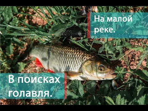 В поисках голавля. На малой реке.