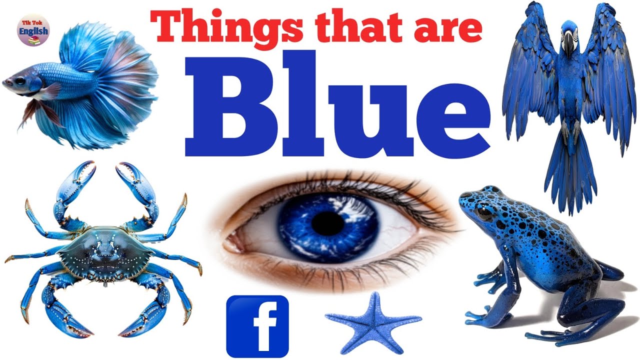 Things That Are Blue Quiz