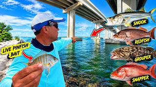 Live Bait Got Hammered Under This Bridge!! Non-STOP Action