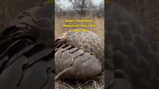The Most Trafficked Animal | The Pangolin