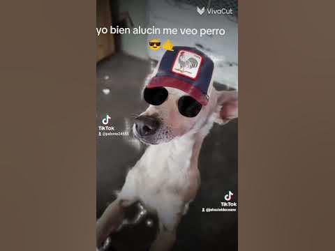 yo bien alucin me veo perro 😎🤙 - YouTube