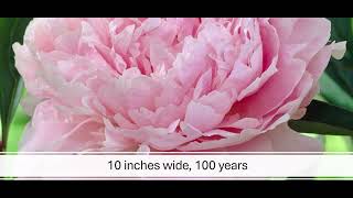 All About Peonies+symbolic meaning#history #flowersymbolism #flowers #facts #peony #peonies