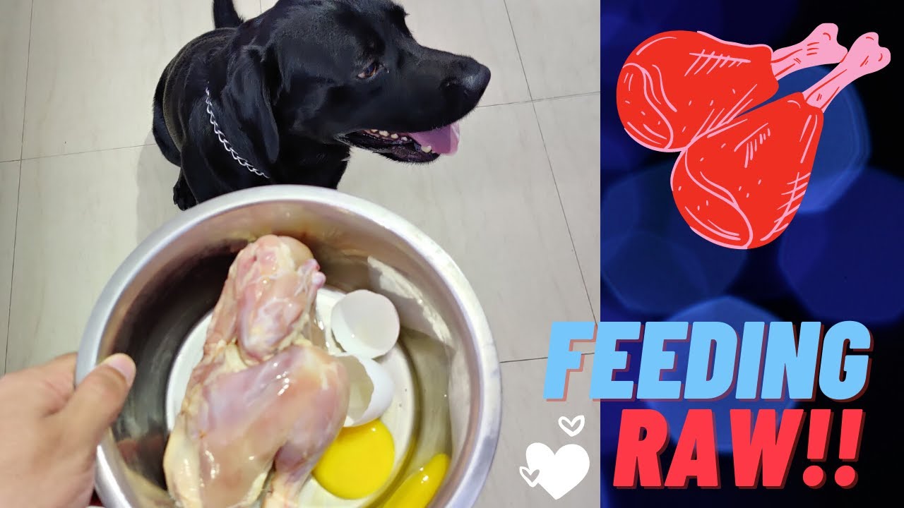 How To Feed Raw Chicken To Labrador | What Feeding Raw To My Labrador ...