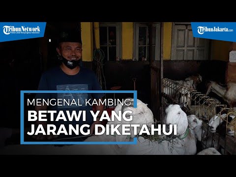 Video: Mengapa daun strawberry menjadi merah? Penyebab dan pengobatan