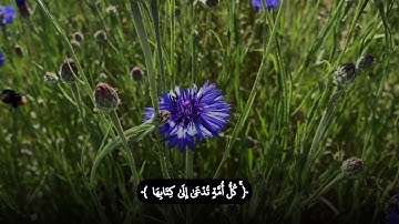  تلاوة عراقية لسورة الجاثية للقارئ | عبدالقادرالحامدي