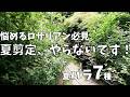 夏剪定しなきゃダメと悩むロザリアンへ。切らなくてもバラは咲く!146株を育てる私が「やらない勢」になった納得の理由。 腰痛、気候変動...あらゆる理由を盾にしてサボるズボラ園芸家の、意外と美しいバラの庭