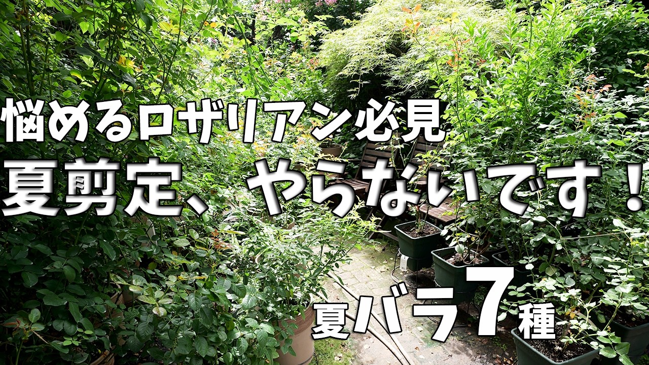 もっと楽しめる庭に】鉢植えとバラの断捨離/ローメンテナンスの庭