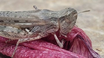 Grasshopper eating Flower. HD Free Stock Video