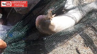 صيد سمك الشبوط بالسنارة في بغداد نهر دجلة. الصياد العراقي.   Carp fishing bait small fish