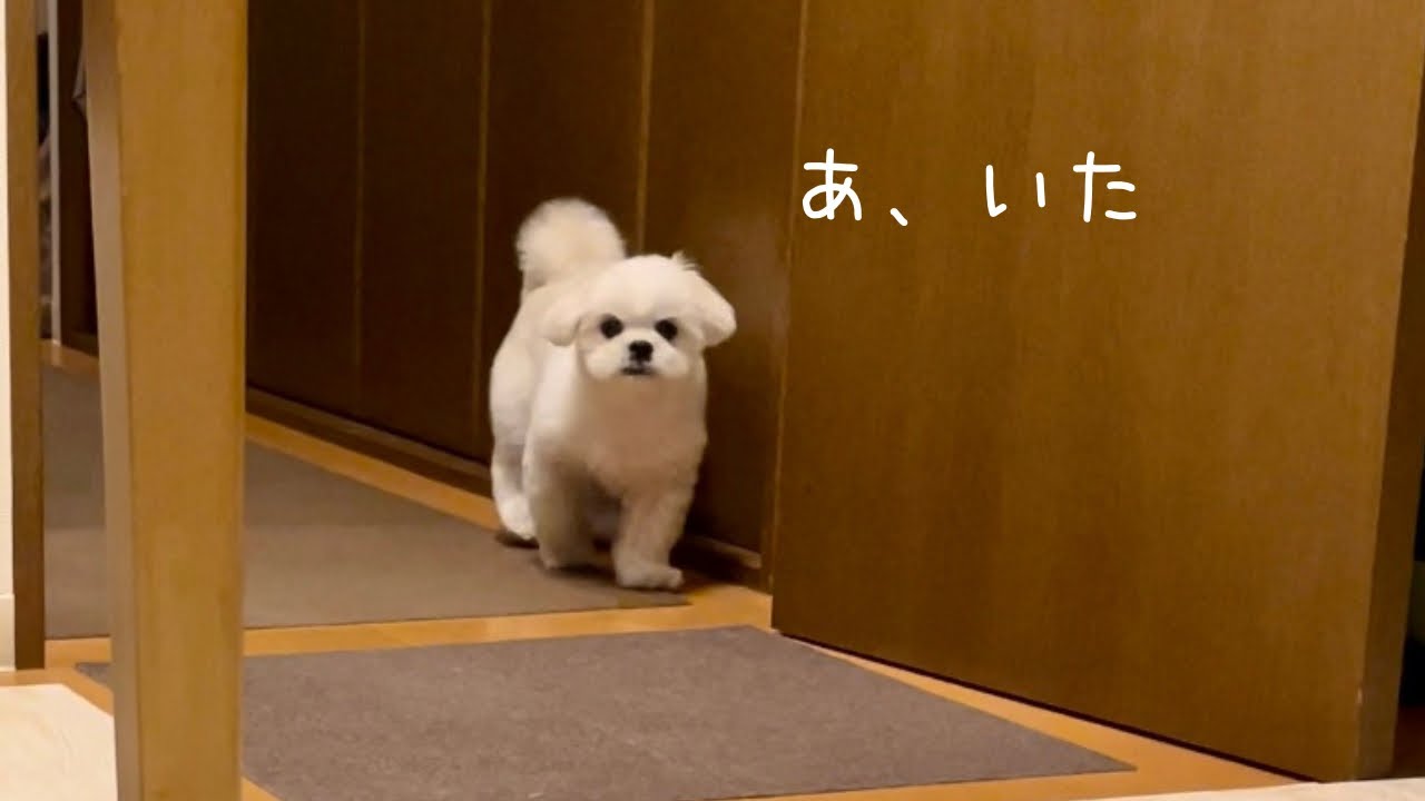 夜更かししていると「まだ寝ないの？」と様子を見にくるマルペキの犬