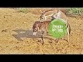 Donkey Mating In Jungle Animals Farmanimal Donkey 