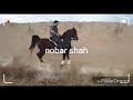 🌺(نوبر شاه)🌺 persian horse