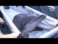 Dolphins Released To The Sea But Can't Leave The Zookeeper | Kritter Klub