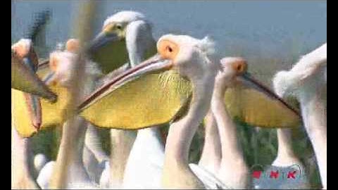 Danube Delta (UNESCO/NHK)