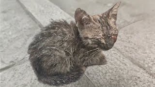 The blind kitten, with pusfilled eyes, waited by the roadside, and eventually found its savior