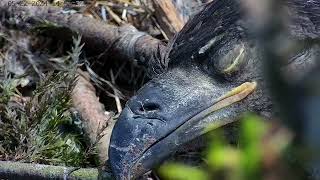 Eaglet sleeping. Close up Sid.  #national geographic May 22, 2024