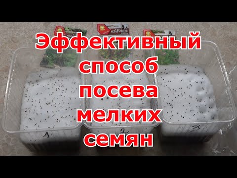 Самый эффективный способ посева мелких семян. Посадка семян на снег простым надежным способом