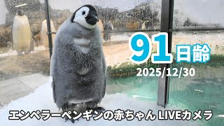 エンペラーペンギンの赤ちゃんライブカメラ