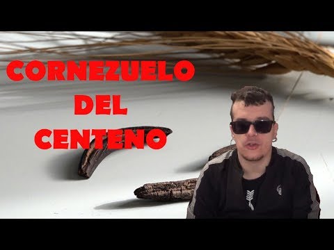 Video: ¿Qué es el hongo del cornezuelo del centeno? ¿Dónde se encuentra el hongo del cornezuelo del centeno y cómo prevenirlo?