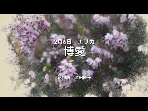 2月6日 誕生花 エリカ