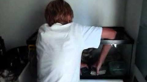 Leopard Gecko Basic Setup