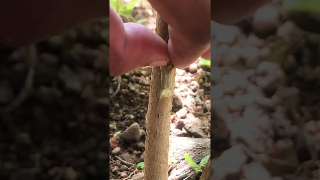 100% Successful White Mulberry Bud Grafting EP254
