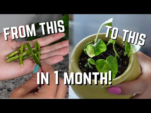 Node Propagation from Start to Finish! | Propagate Money Plant Houseplants EASY!