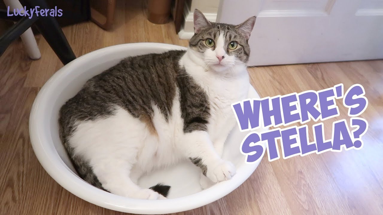 funny cats sleeping in weird positions compilation 2014 funnyplox Boo Year 2 # 198 - Stella's New Favorite Place, Whole Earth Dry Cat Food, New Crunchie Plates