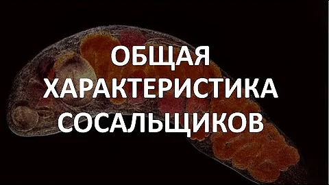 12. Общая характеристика сосальщиков