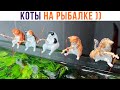 КОТЫ НА РЫБАЛКЕ (в аквариуме) ))) | Приколы с котами | Мемозг 1312
