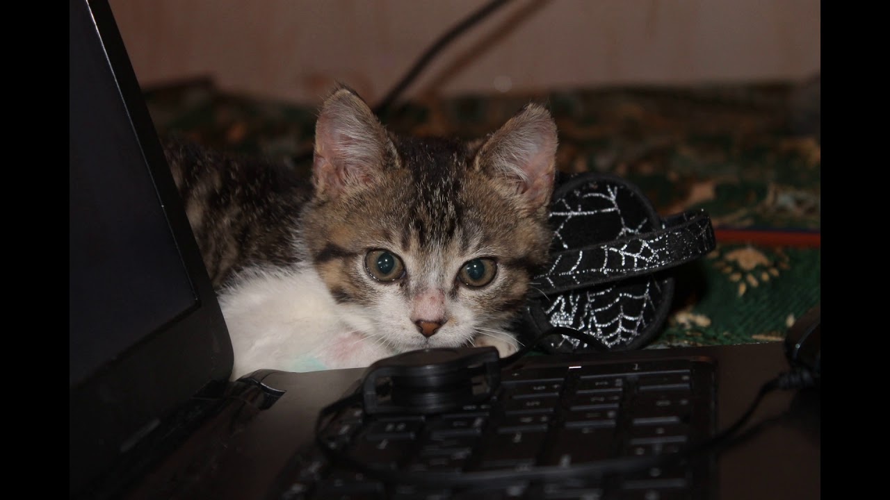 Включи коты номер 4. Кот максл. Кот Макс на компьютере игра.