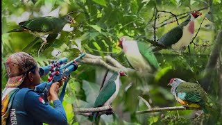 BERBURU BURUNG WALIK JAMBU DI SPORT BURUNG PERGAM JUMBO